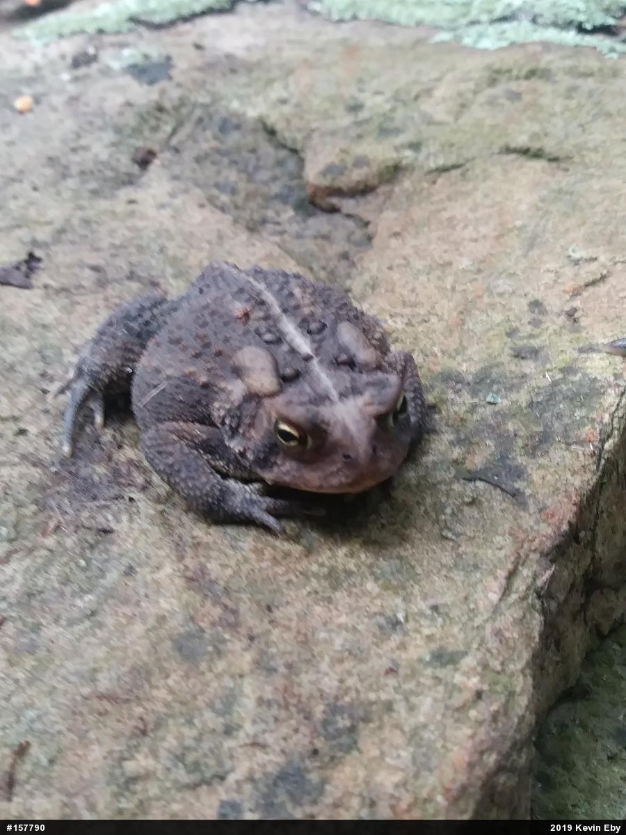 Eastern American Toad