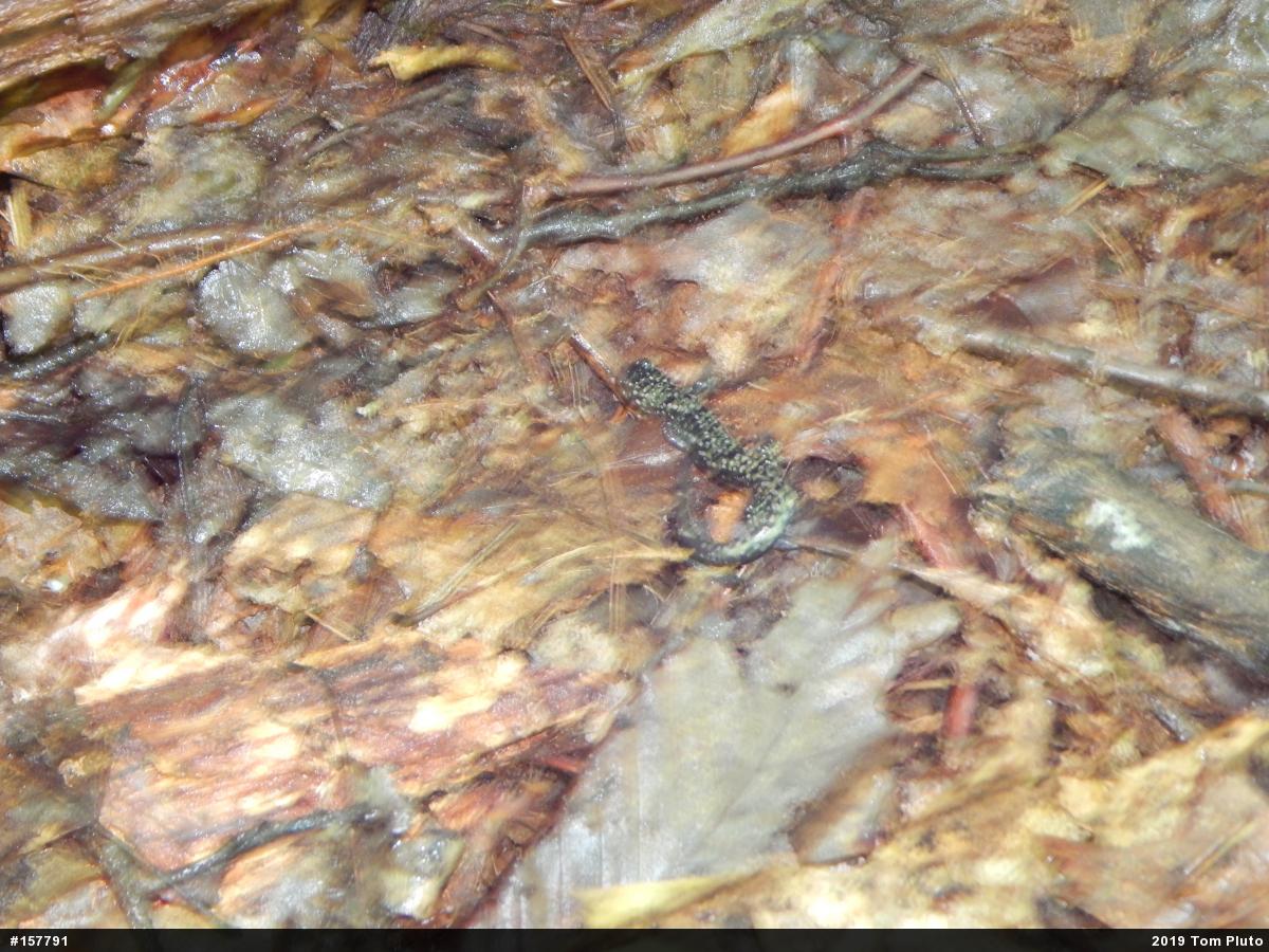 Northern Slimy Salamander