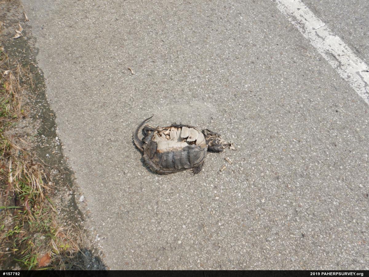 Snapping Turtle