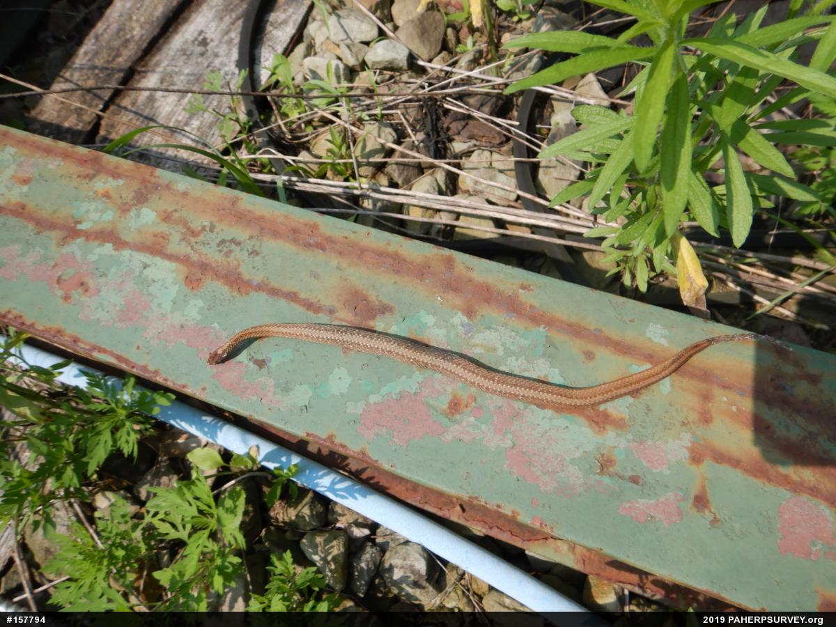 Red-bellied Snake