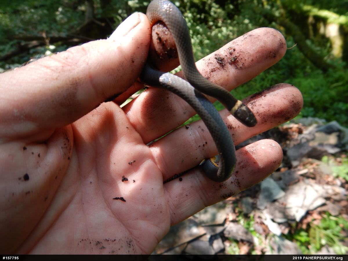 Northern Ring-necked Snake
