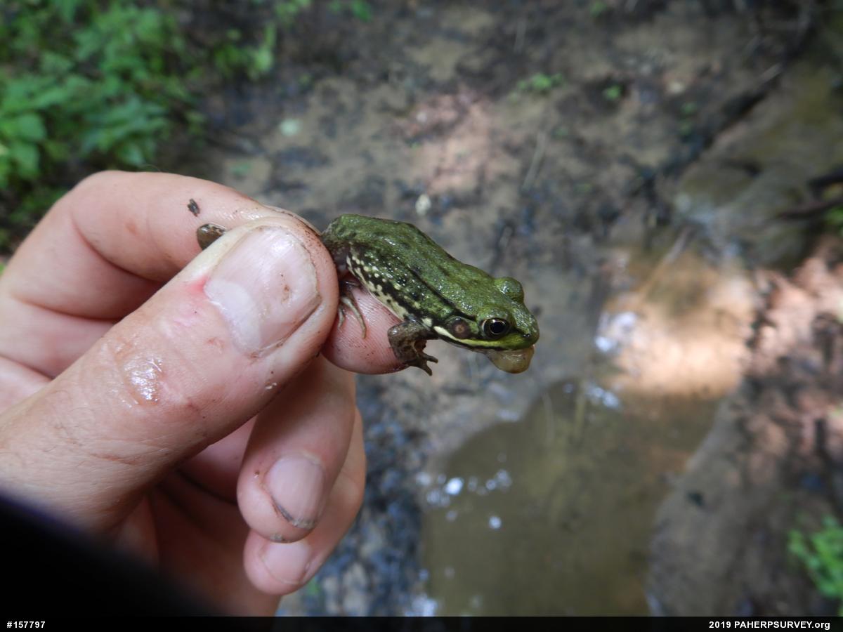 Green Frog