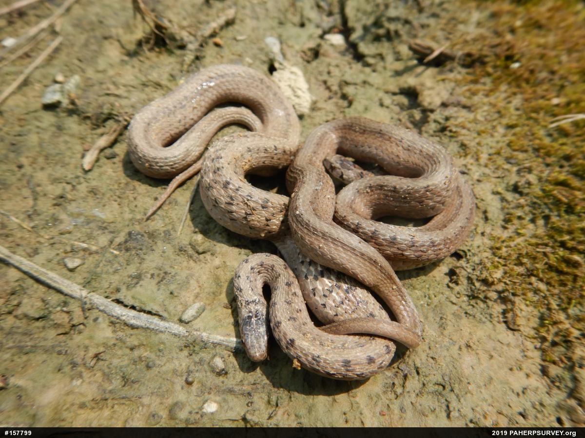 Dekay's Brownsnake