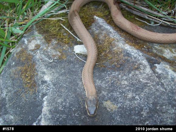 Queensnake