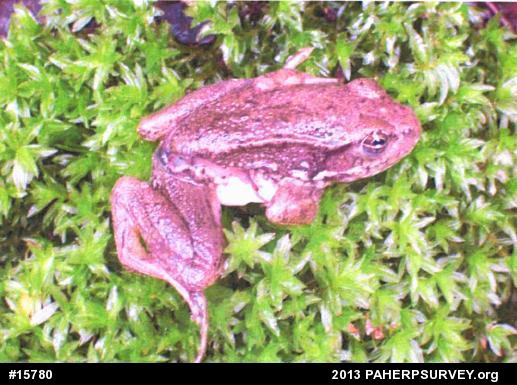 Green Frog