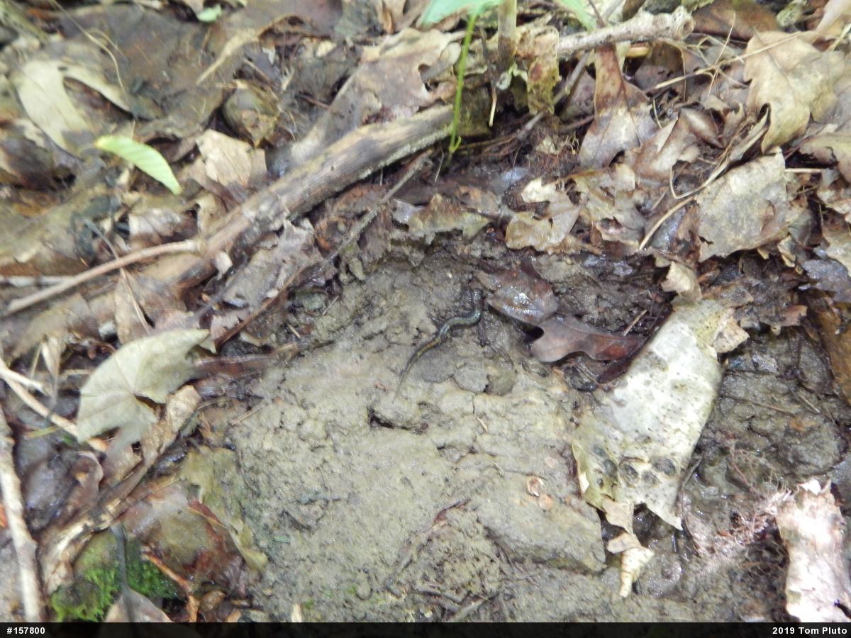 Allegheny Mountain Dusky Salamander