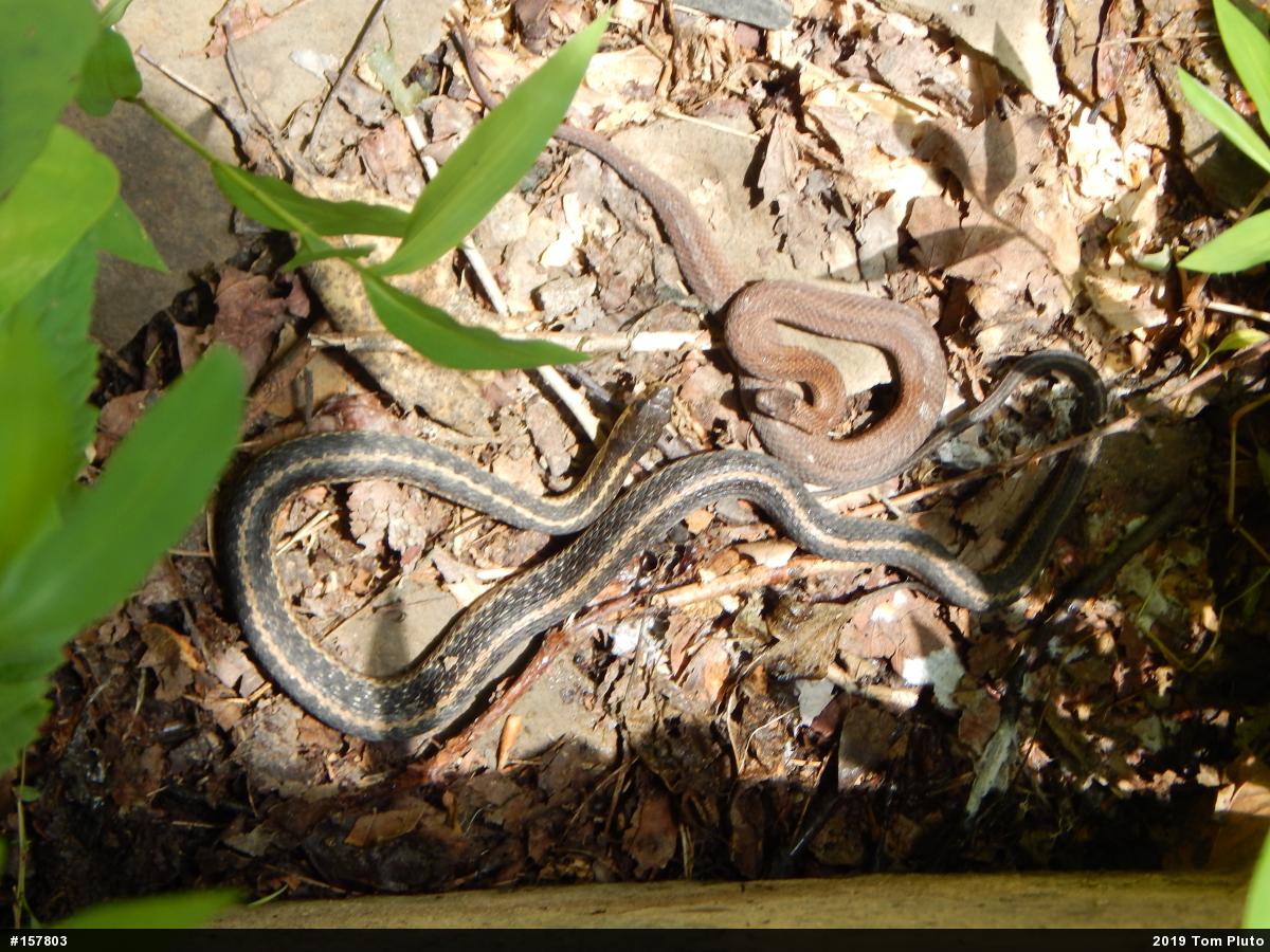Eastern Gartersnake