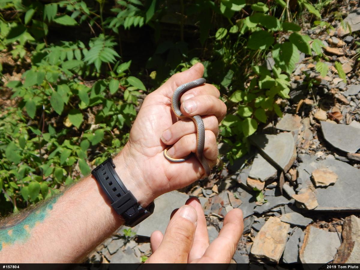 Northern Ring-necked Snake