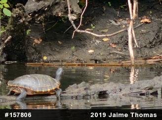Red-eared Slider