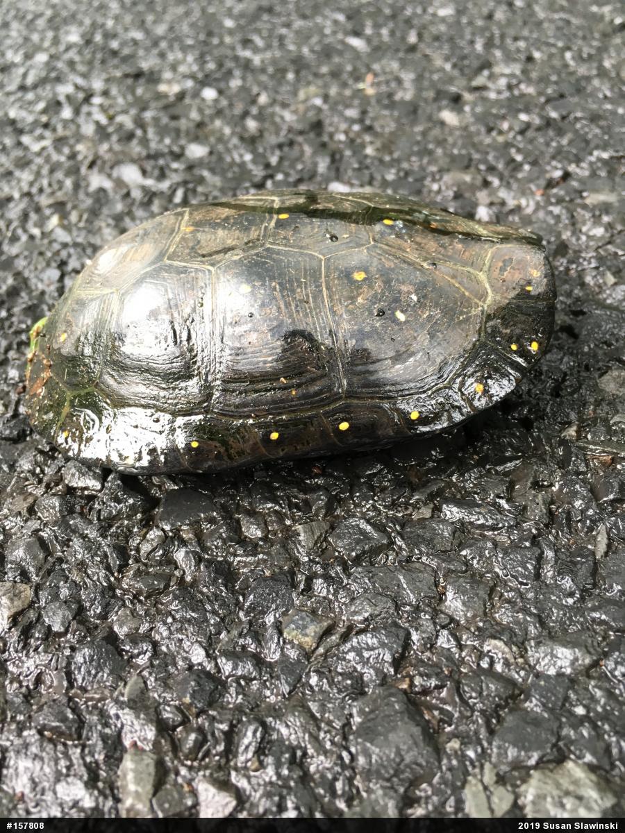 Spotted Turtle
