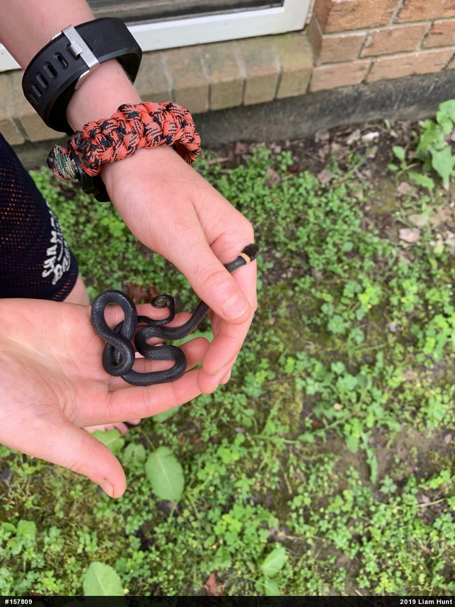 Northern Ring-necked Snake