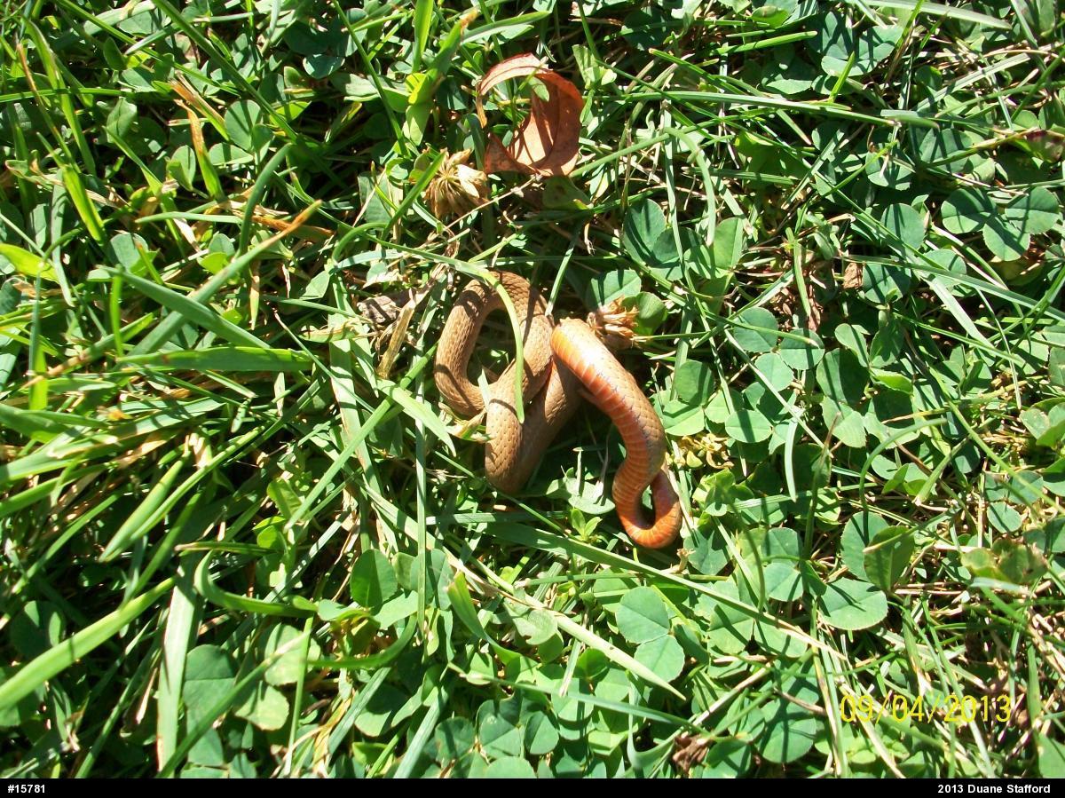 Red-bellied Snake