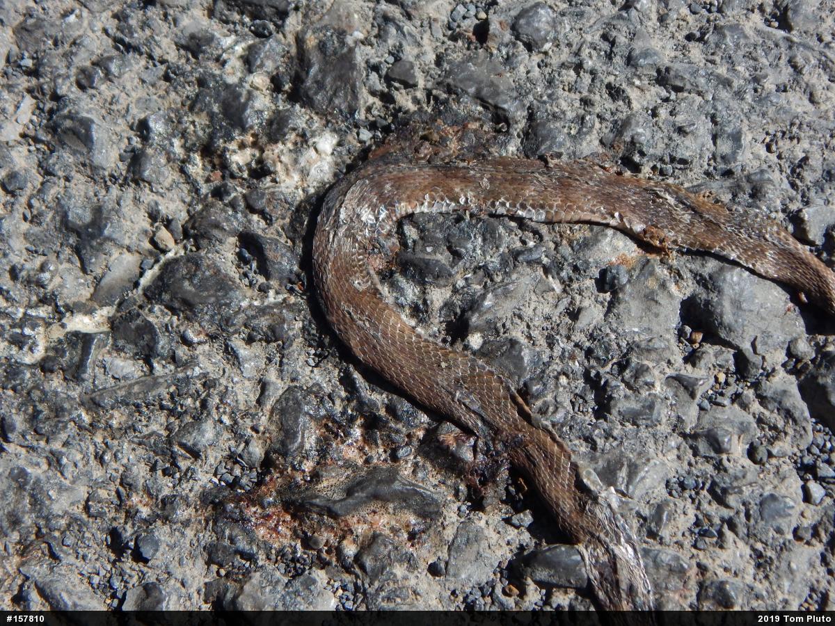 Red-bellied Snake