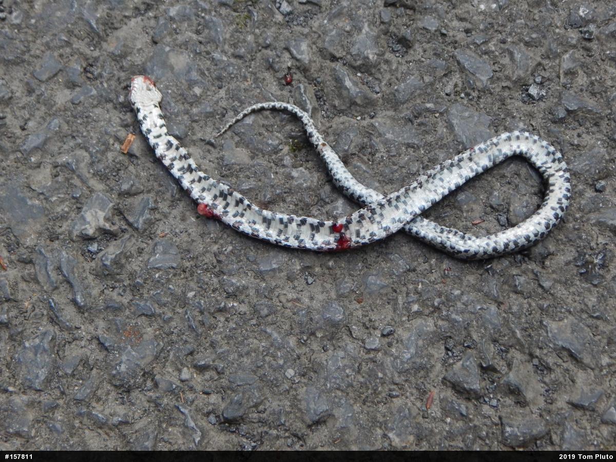 Eastern Milksnake