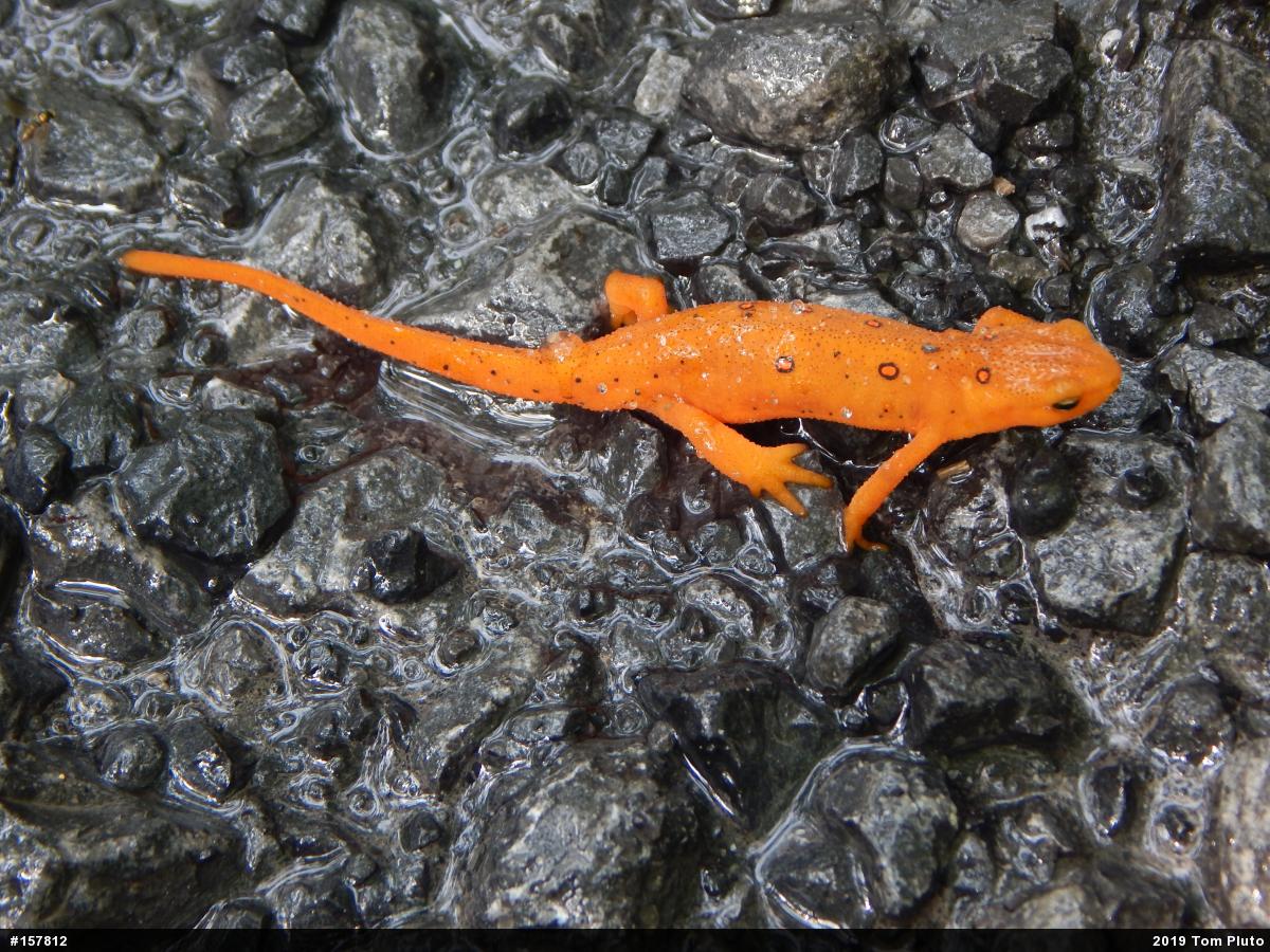 Red-spotted Newt