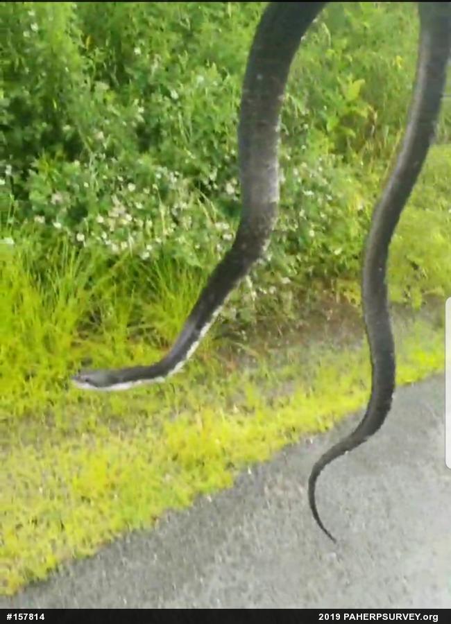 Eastern Ratsnake