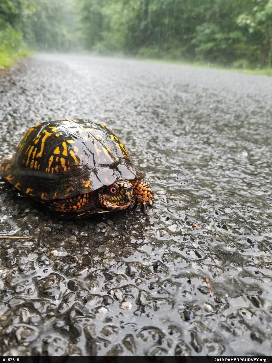 Eastern Box Turtle