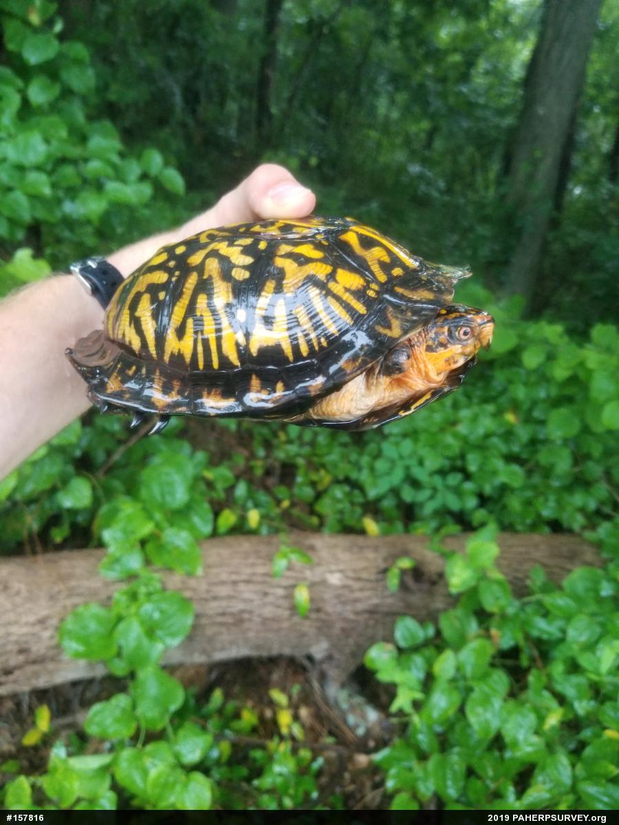 Eastern Box Turtle