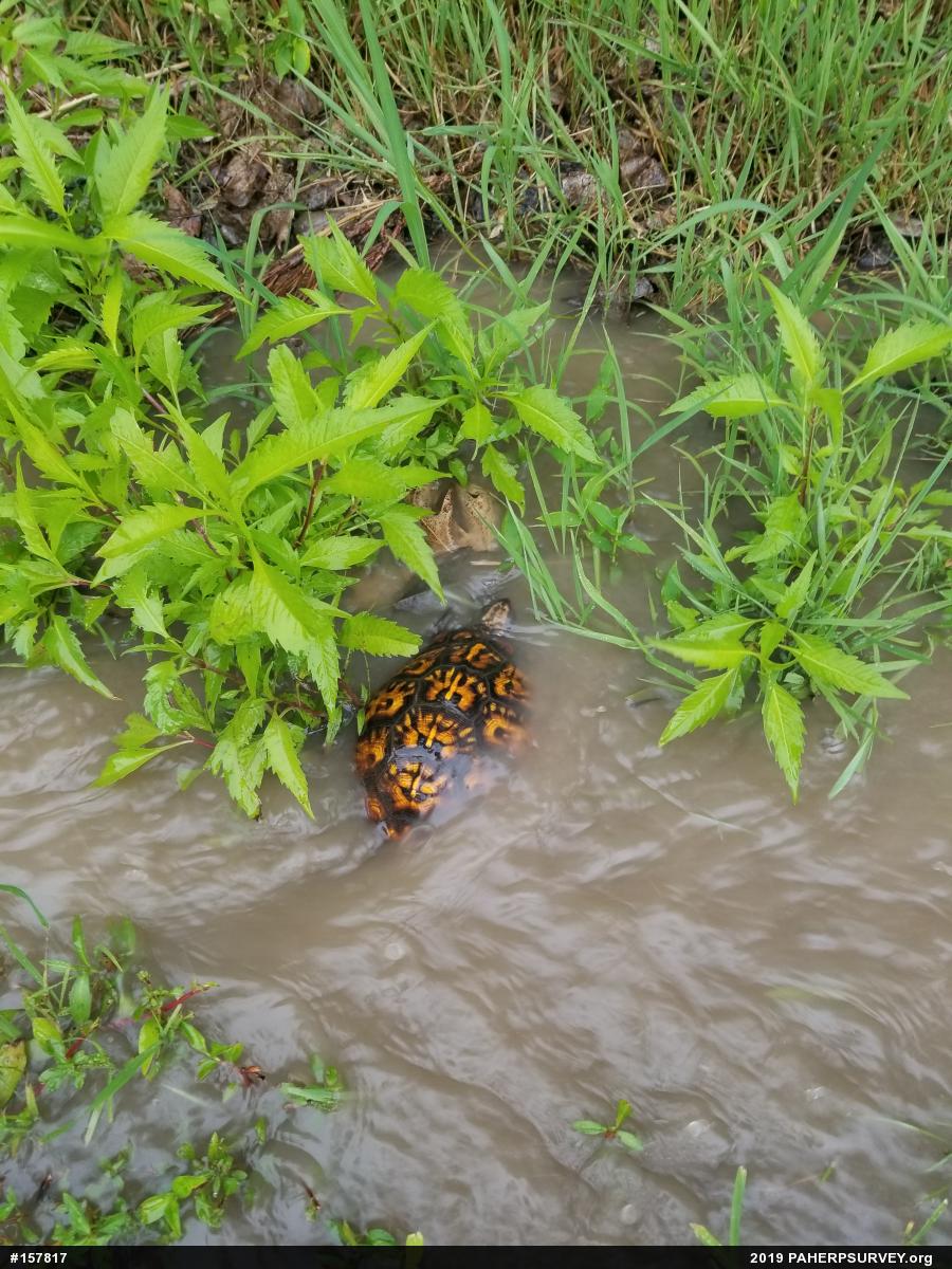 Eastern Box Turtle