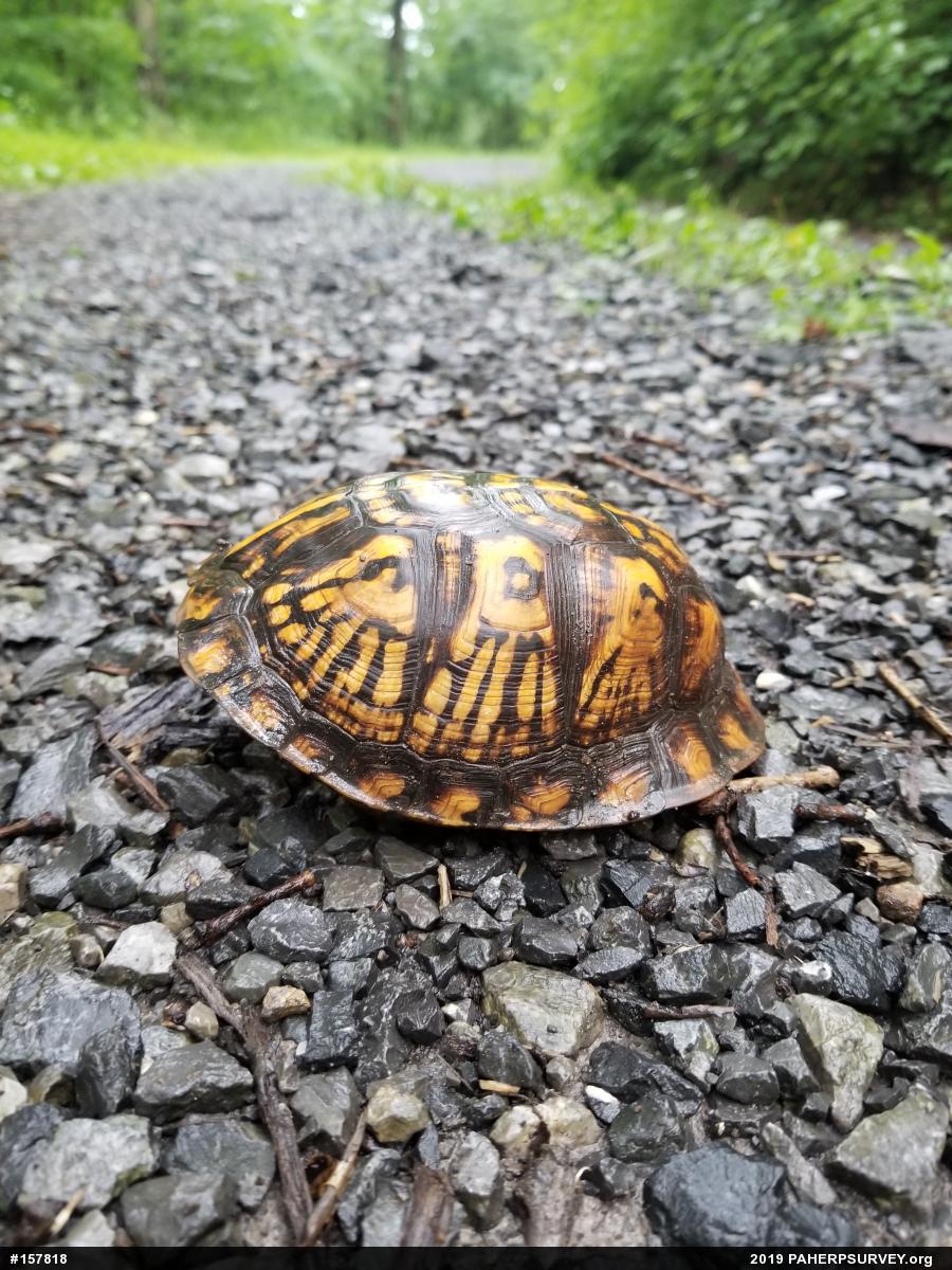 Eastern Box Turtle