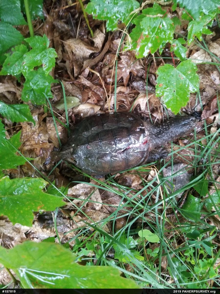 Snapping Turtle