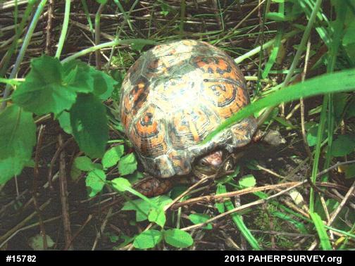Eastern Box Turtle