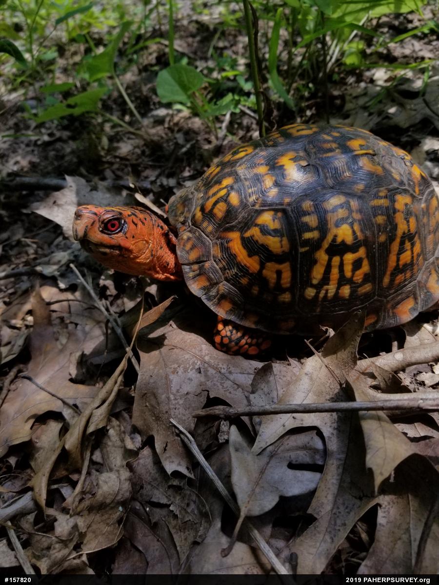 Eastern Box Turtle