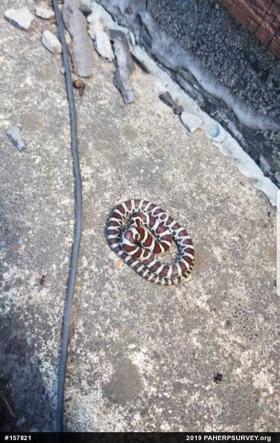 Eastern Milksnake