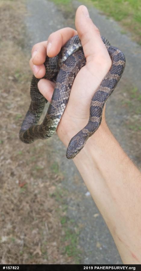 Eastern Milksnake