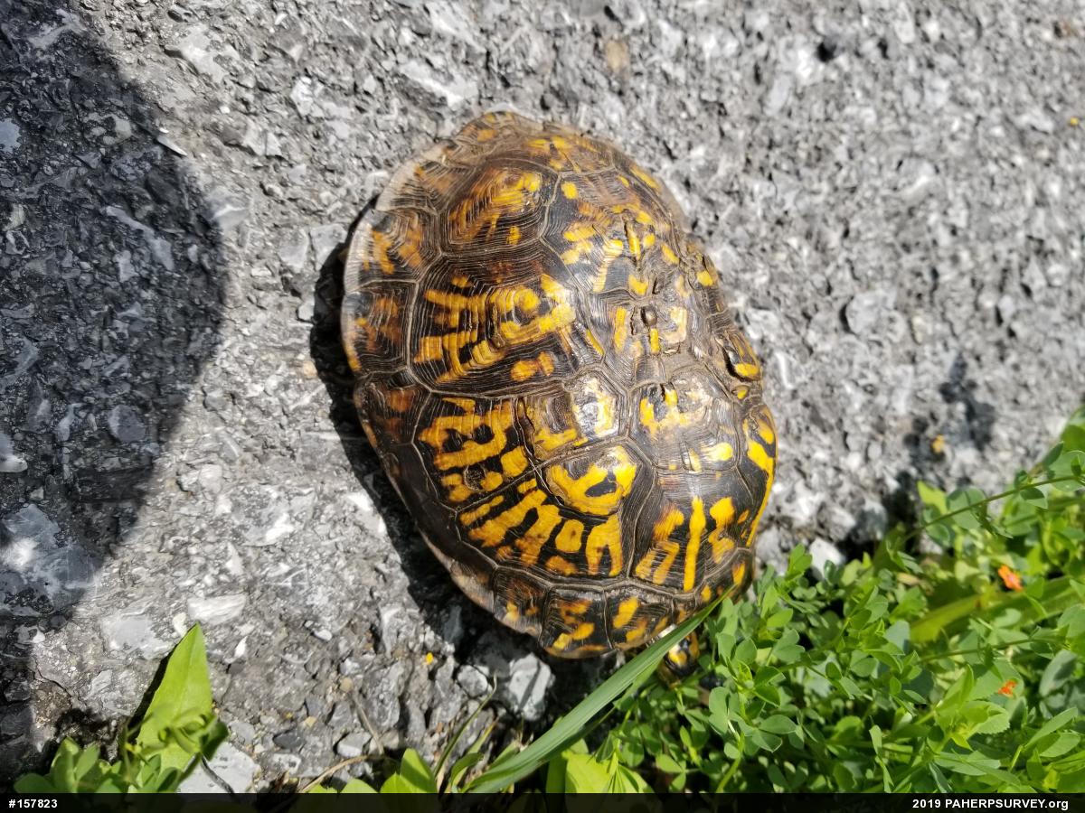 Eastern Box Turtle