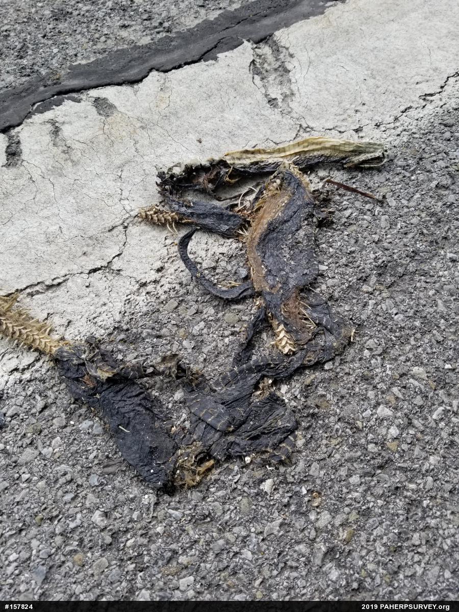 Eastern Ratsnake