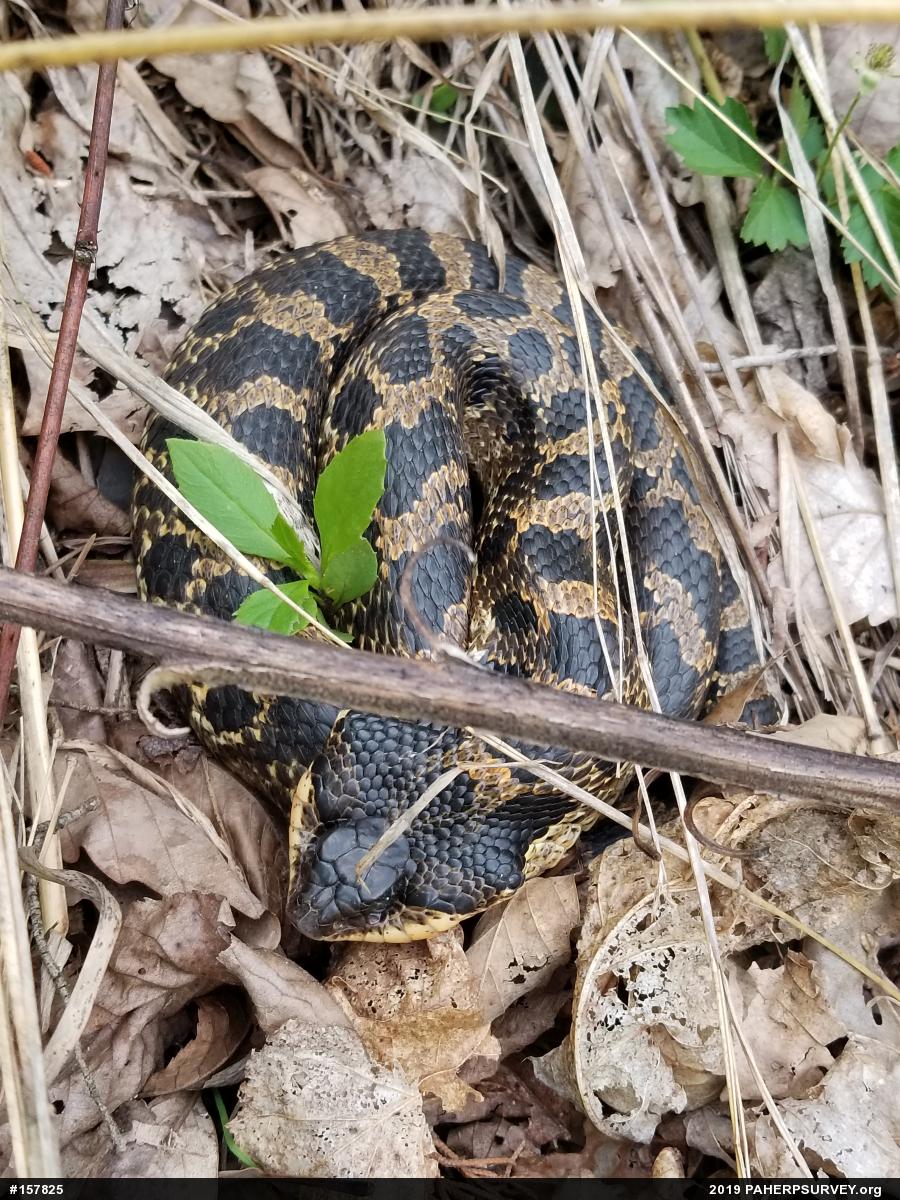 Eastern Hog-nosed Snake