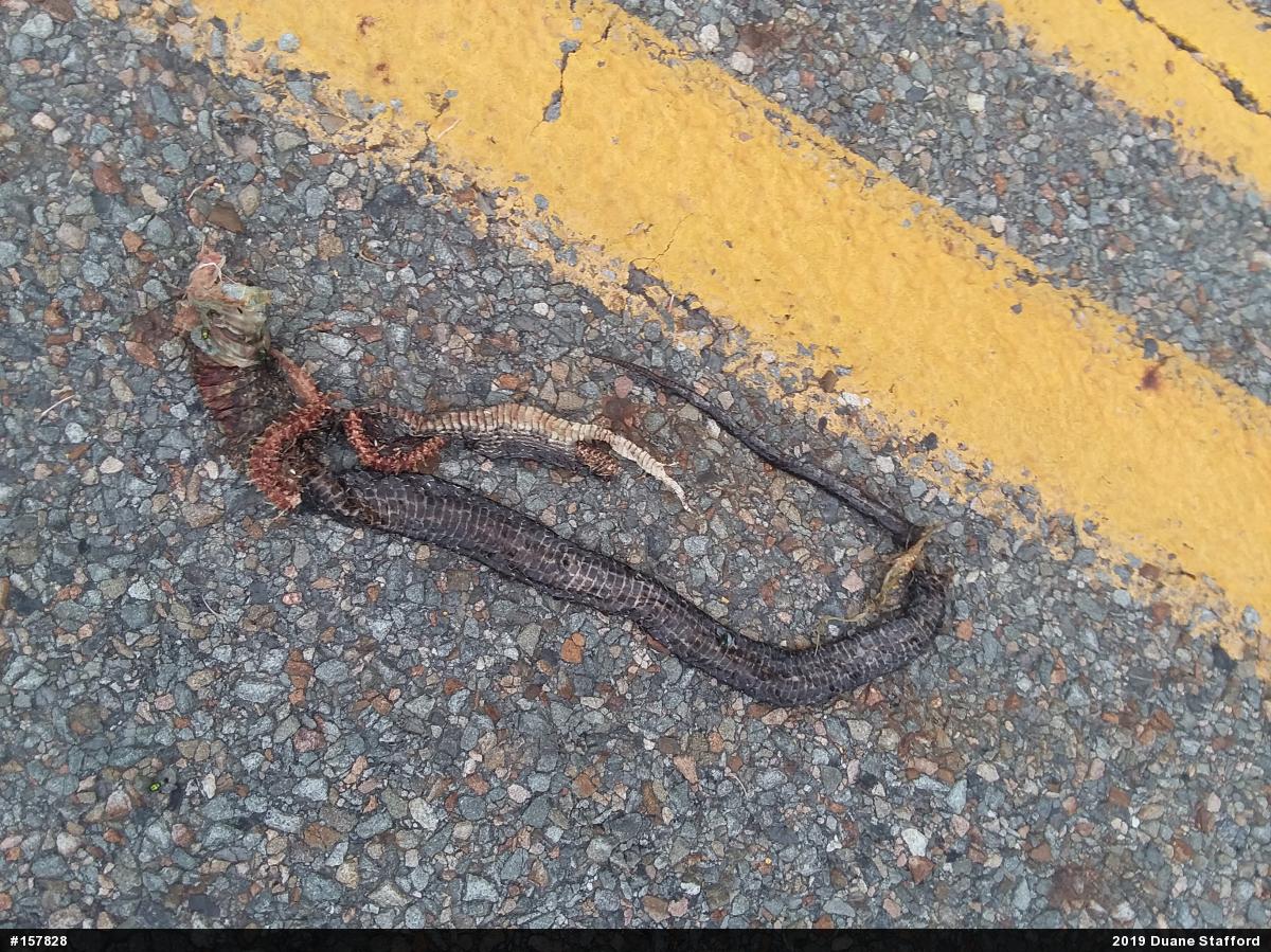 Eastern Ratsnake