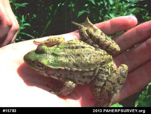Green Frog