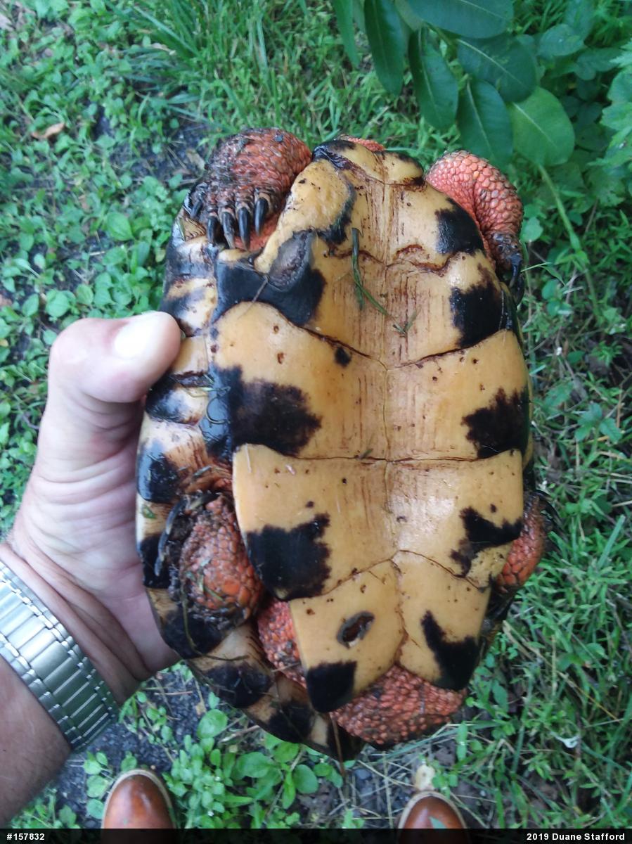 Wood Turtle