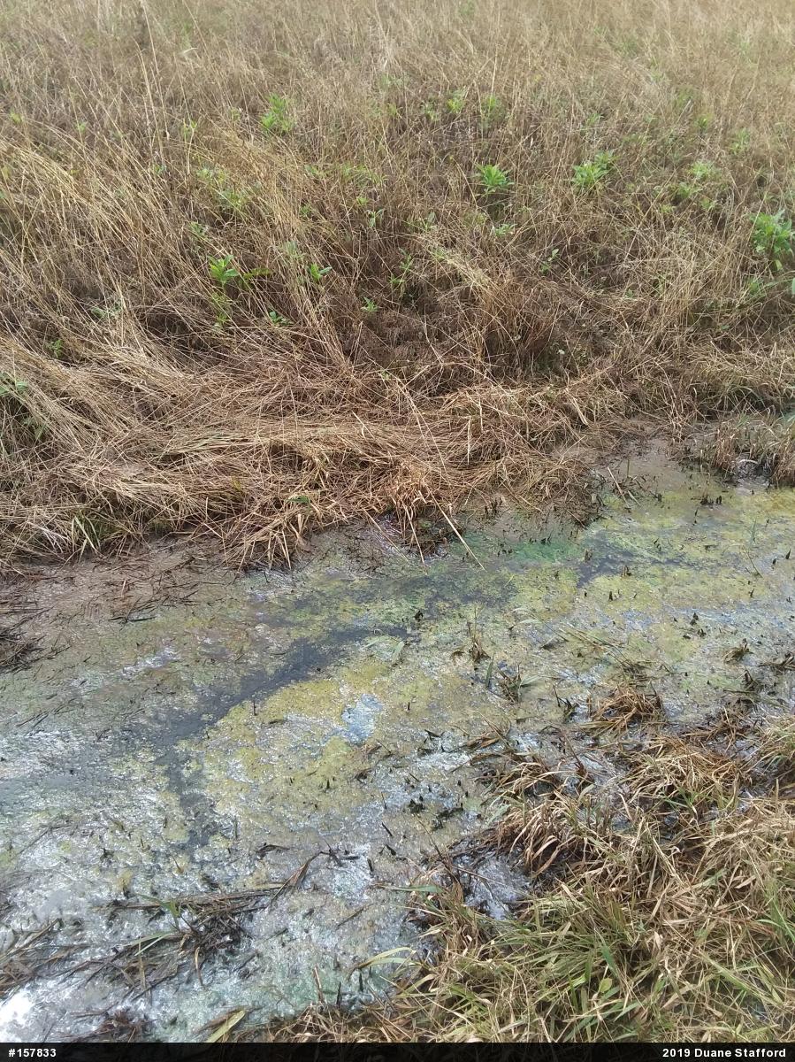 Green Frog