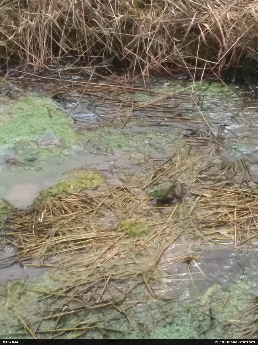 American Bullfrog