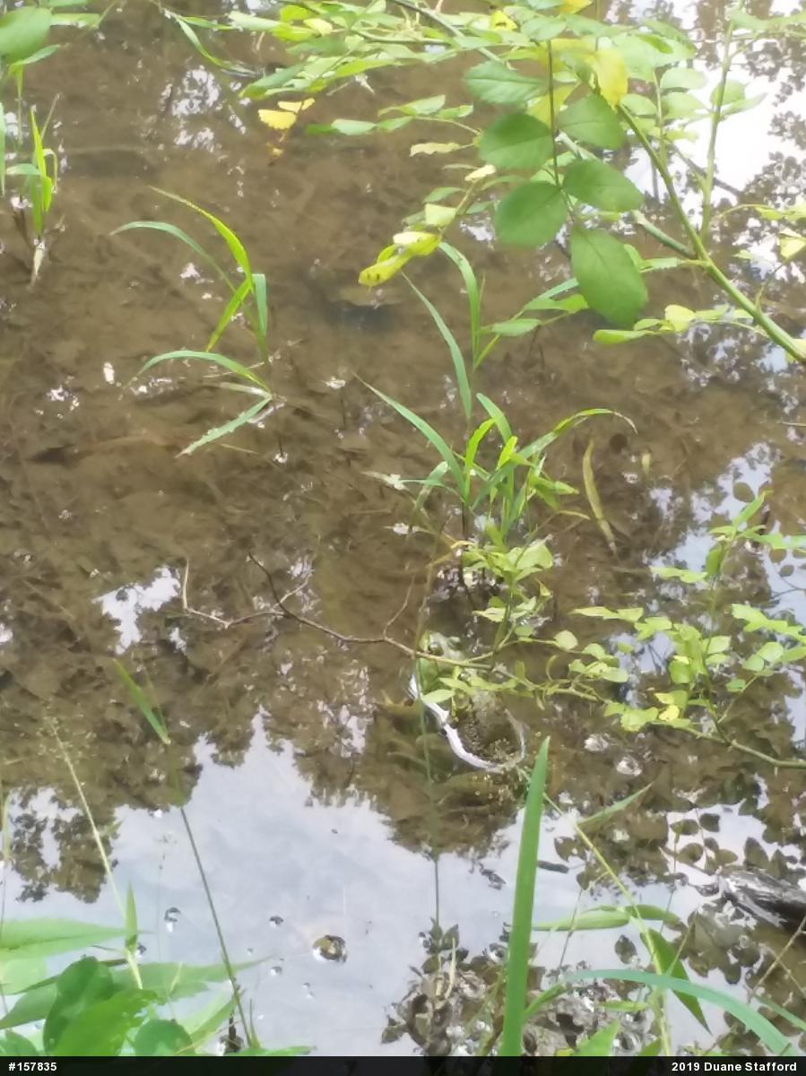 Green Frog