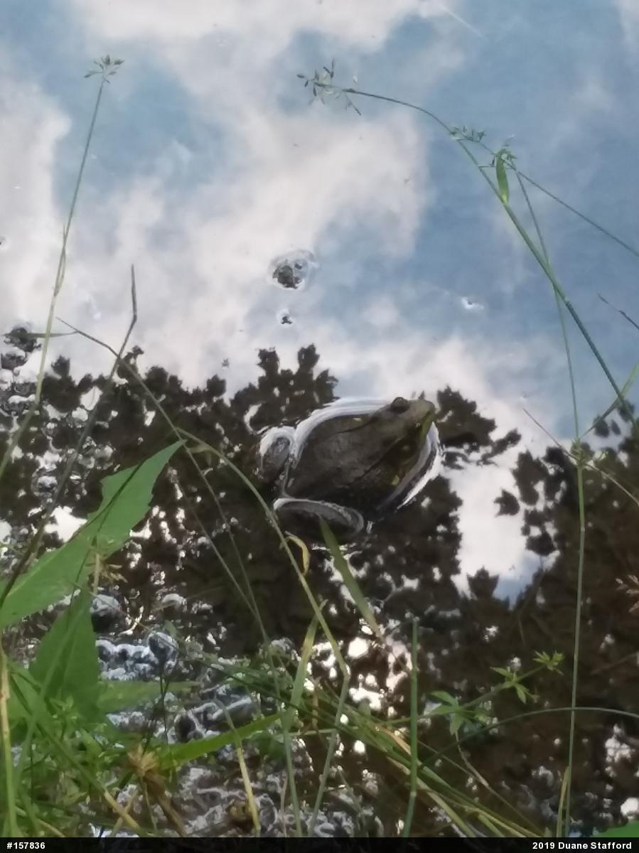 Green Frog
