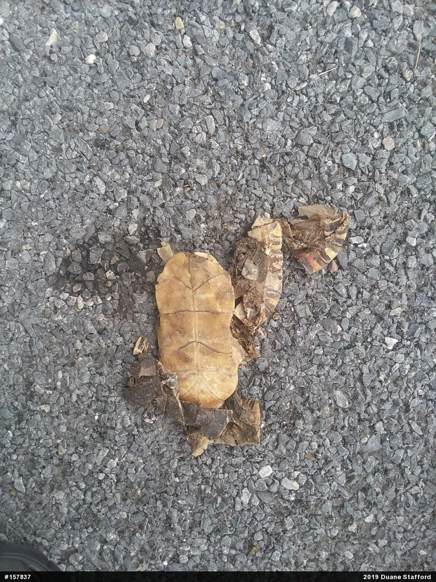 Painted Turtle
