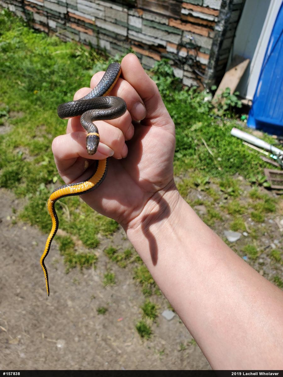 Northern Ring-necked Snake
