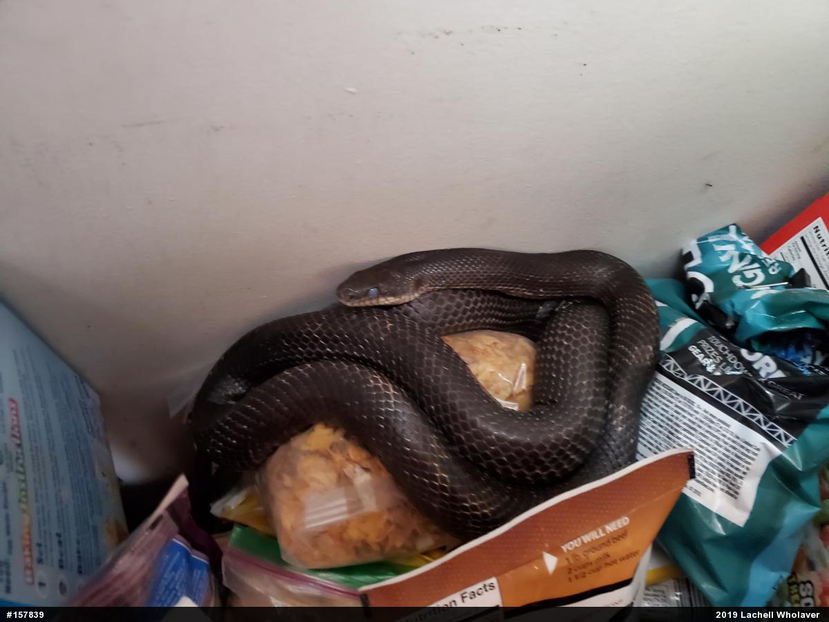 Eastern Ratsnake