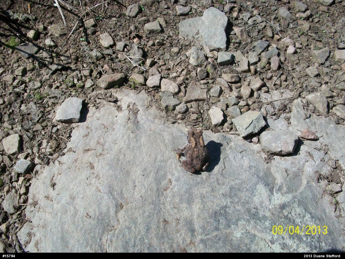 Eastern American Toad