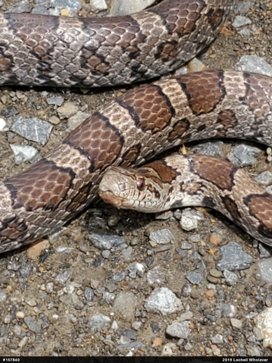 Eastern Milksnake