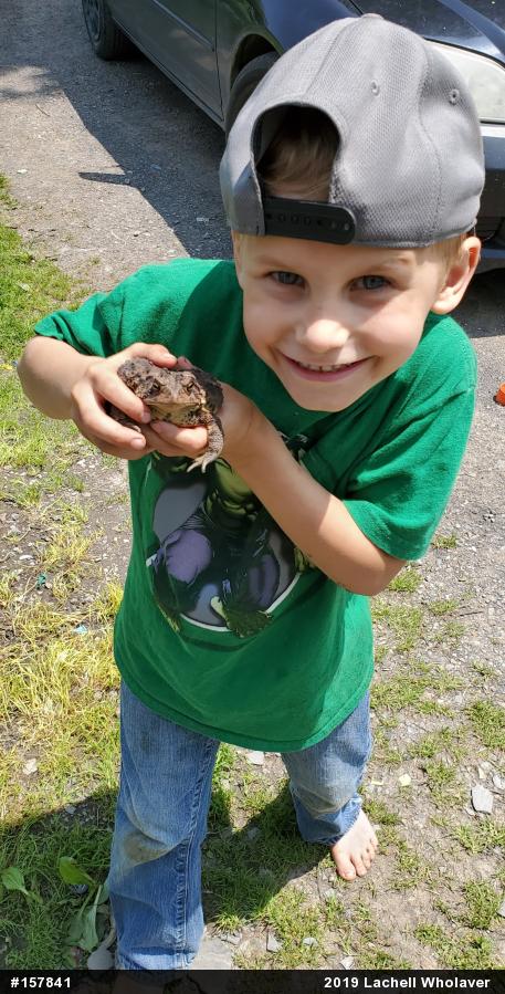 Eastern American Toad