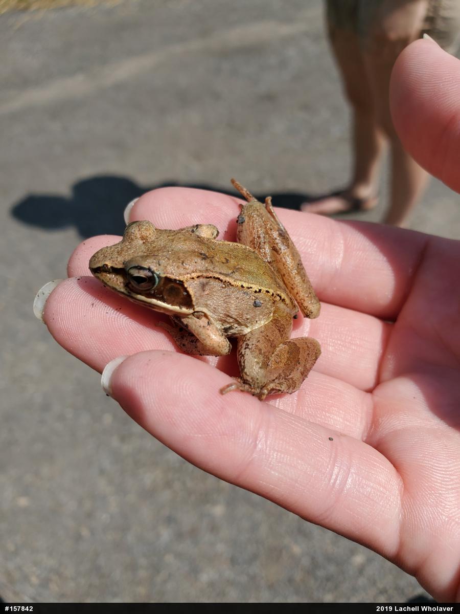 Wood Frog