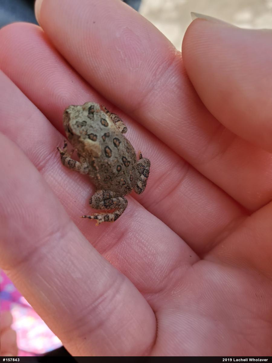 Eastern American Toad