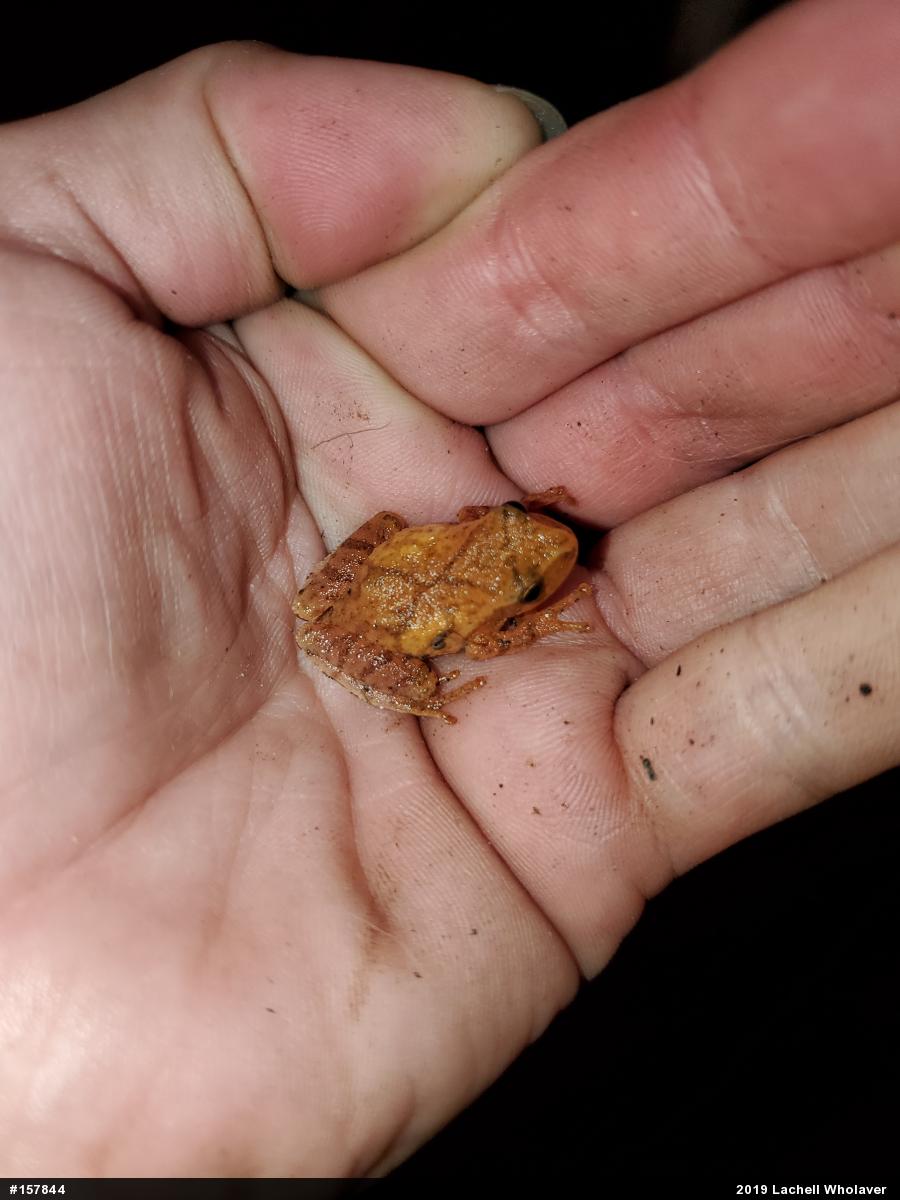 Spring Peeper