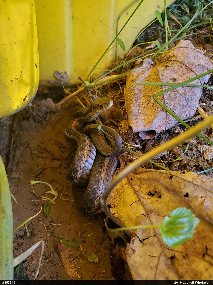 Eastern Gartersnake