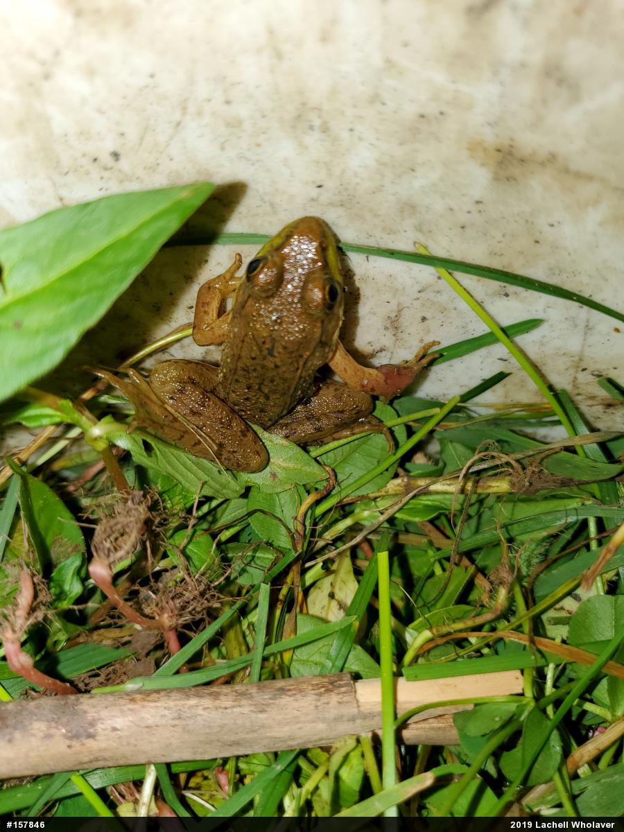 Green Frog